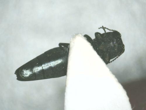 Agrilus sp.